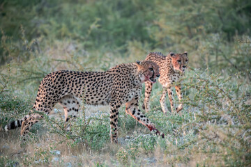 cheetah in wild savanna , Africa