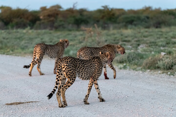 cheetah in savanna , Animal of africa