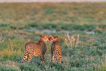 cheetah in savanna , Animal of africa