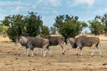 cheetah in wild savanna , Africa