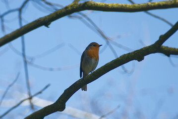 European robin (Erithacus rubecula) sitting on a tree branch in Zurich, Switzerland