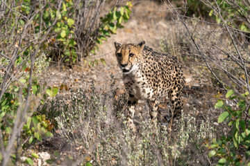 cheetah in wild savanna , Africa