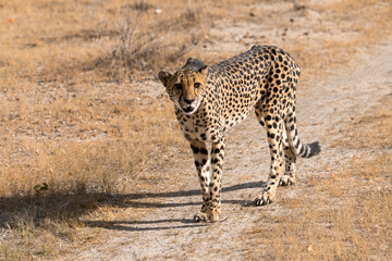cheetah in wild savanna , Africa