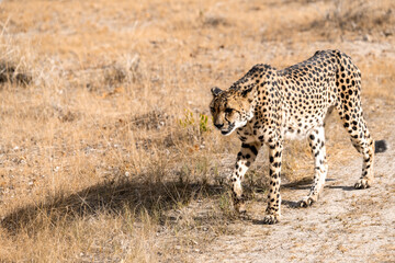 cheetah in wild savanna , Africa