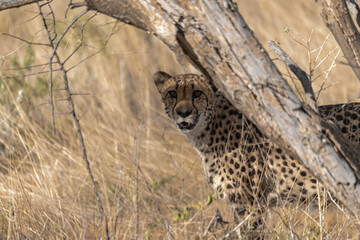 cheetah in wild savanna , Africa