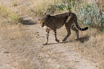cheetah in wild savanna , Africa