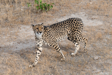 cheetah in wild savanna , Africa