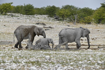 elephant in wild savanna , Africa
