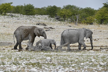 elephant in wild savanna , Africa
