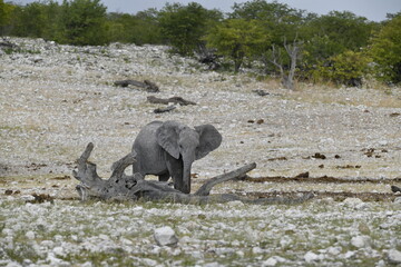 elephant in wild savanna , Africa

