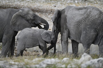 elephant in wild savanna , Africa
