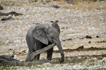 elephant in wild savanna , Africa
