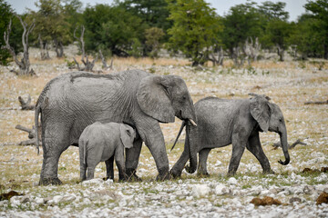 Obraz premium elephant in wild savanna , Africa 