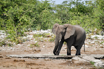 elephant in wild savanna , Africa