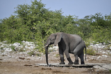 elephant in wild savanna , Africa
