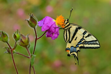 Papilio alexanor 1398