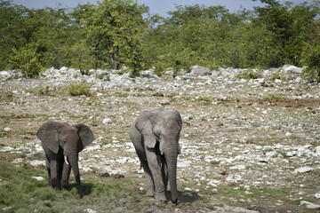 elephant in wild savanna , Africa
