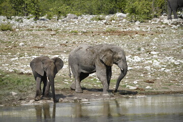 elephant in wild savanna , Africa