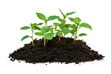 Seedlings Emerging From Soil  on transparent background , png , cutout Symbolizing New Beginnings