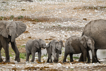 elefant in wild savanna , Africa
