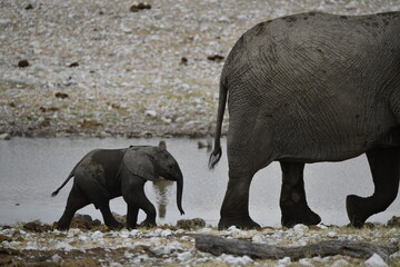 elefant in wild savanna , Africa
