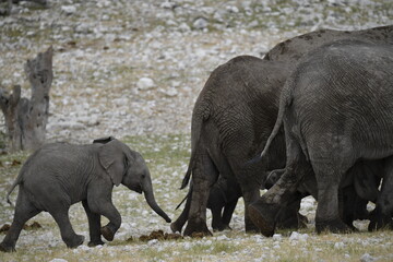 elephant in wild savanna , Africa
