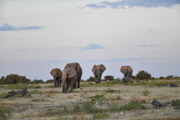 elephant in wild savanna , Africa