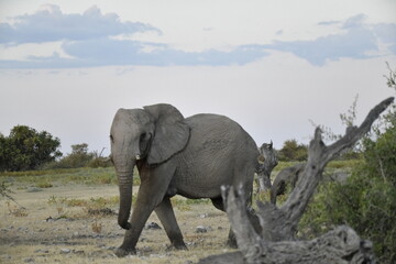 Obraz premium elephant in wild savanna , Africa