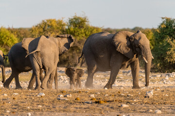 elephant in wild savanna , Africa