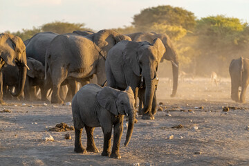 elephant in wild savanna , Africa