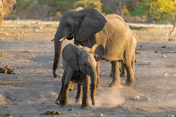 elephant in wild savanna , Africa