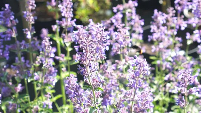 Bees collect nectar from blue catnip and sage flowers in an ornamental plant nursery in summer