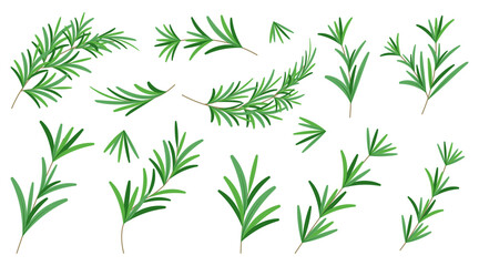 Fragrant rosemary branches collection in a flat design. Vector illustration
