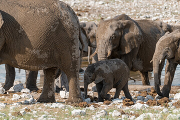 elefant in wild savanna , Africa
