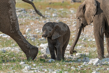 elefant in wild savanna , Africa
