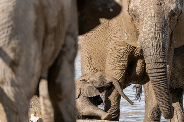 elefant in wild savanna , Africa
