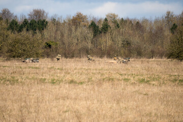 British army infantry soldiers moving moving across a meadow in early spring in sunshine