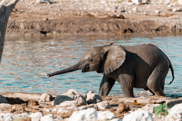 wild life of elephant in savanna , Africa