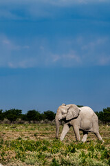 wild life of elephant in savanna , Africa