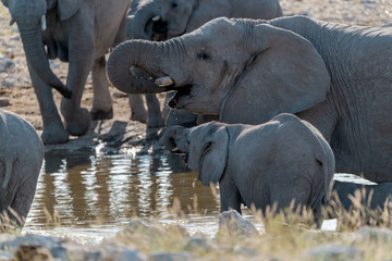 wild life of elephant in savanna , Africa