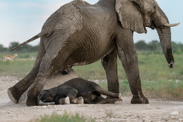 elefant in wild savanna, africa