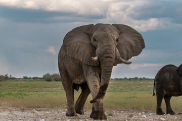 Obraz premium elefant in wild savanna, africa