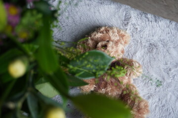 A bouquet with a card and a teddy bear