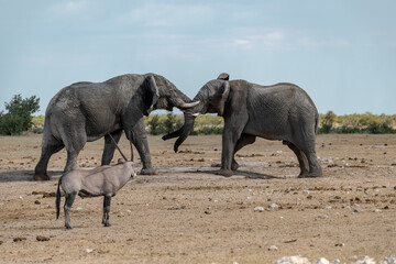 elephant in wild savanna , Africa
