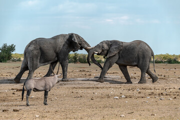 elephant in wild savanna , Africa