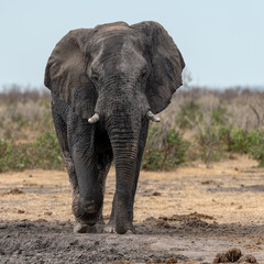 Obraz premium Elephant in wild savanna , Africa 