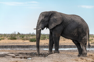 Obraz premium Elephant in wild savanna , Africa 