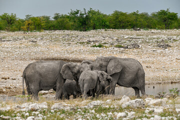 Fototapeta premium Elephant in wild savanna , Africa 