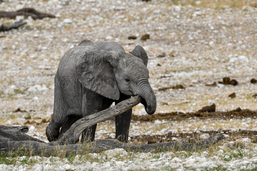 Elephant  in wild savanna , Africa
