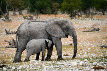 Elephant  in wild savanna , Africa
